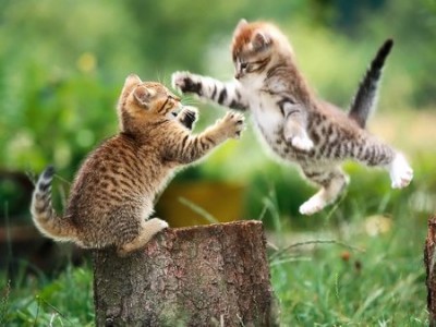 kitty slapfight