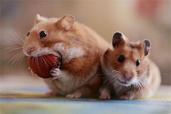 hamster