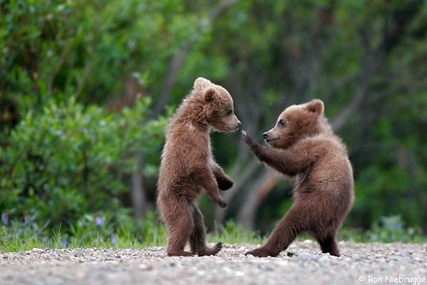 bears