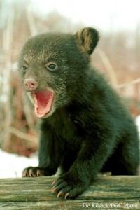 angry bear