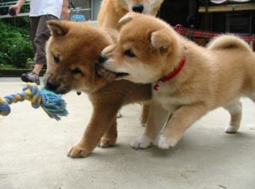 puppies