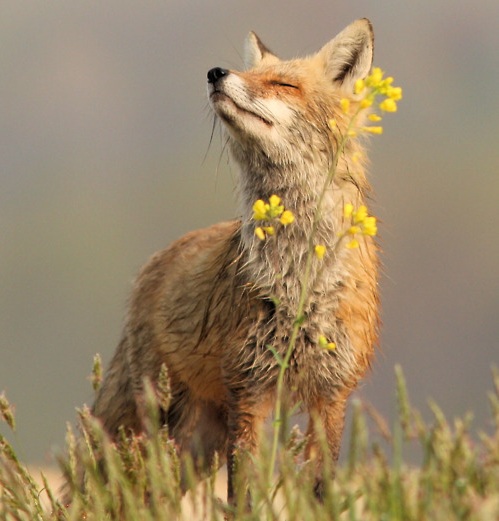 fox