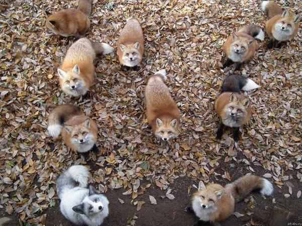 foxes