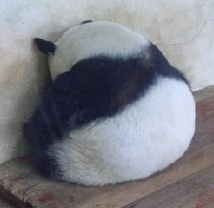 panda2